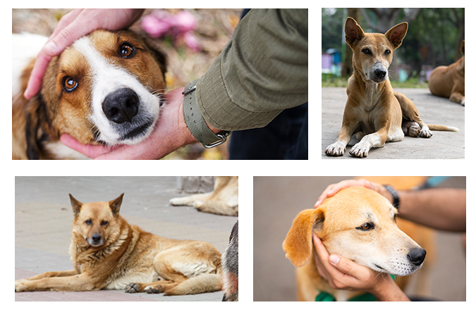 Indian Street Dogs