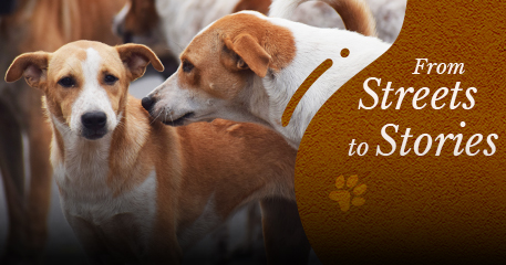 indian street dogs